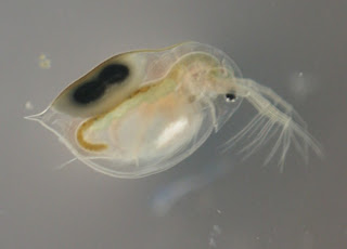 aquarium live food daphnia