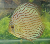 aquarium discus fish