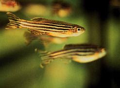 tiny fish