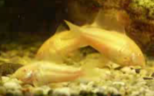 albino corydoras catfish