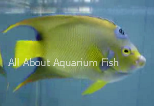 Queen Angelfish Queen Angelfish