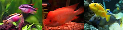 different groups of aquarium cichlids fish