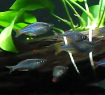 neon dwarf rainbowfish