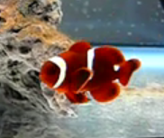 maroon clown fish