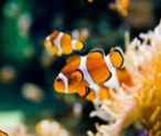 percular clown fish