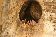 Bush Baby says Hi! (img )