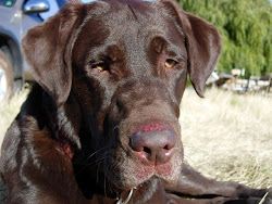 Bodie w/red nose