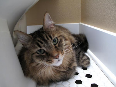 maine coon cat photo
