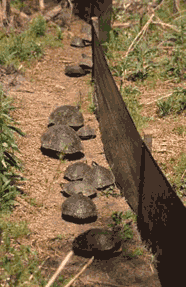 In that time, Aresco and