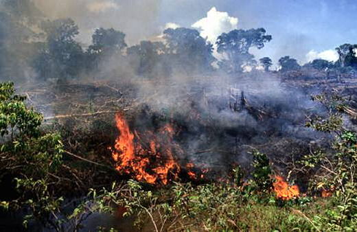 external image deforestation1%5B1%5D.jpg