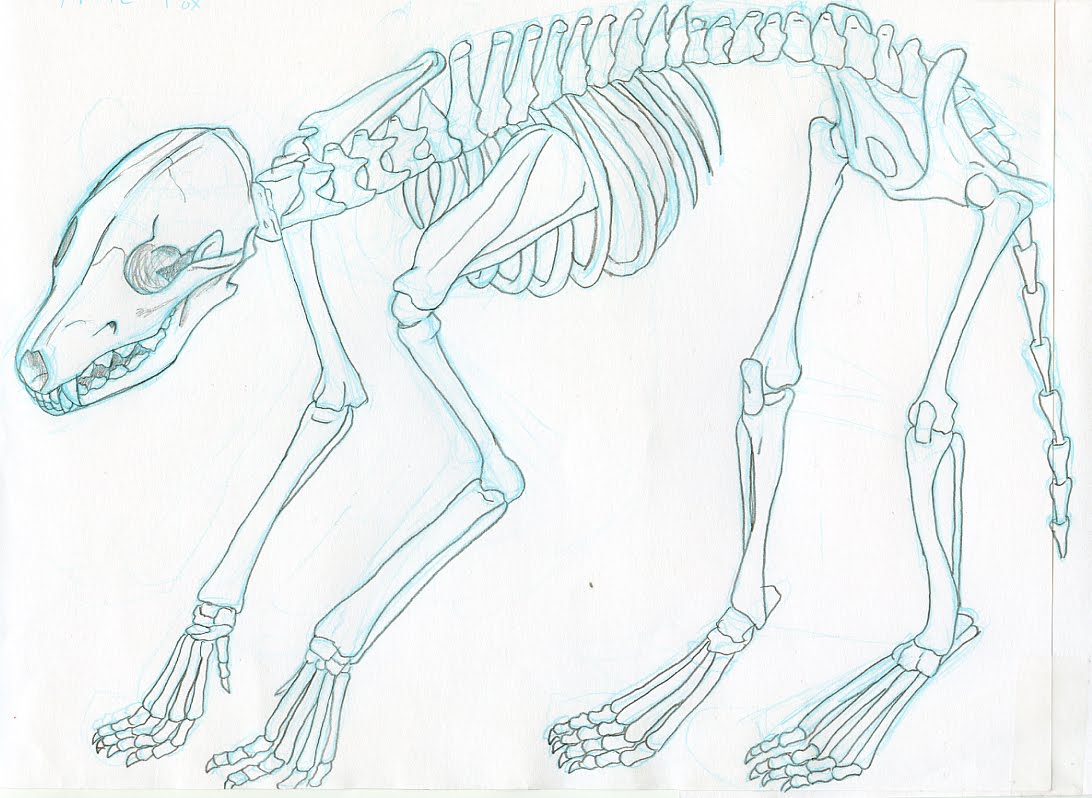 [Artic+Fox+Skeleton.jpg]