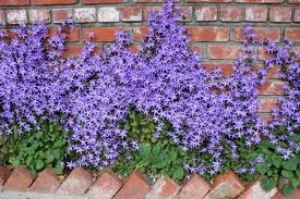 blocked::http://2.bp.blogspot.com/_0Of7byEmCKI/TQlvUbV4GhI/AAAAAAAAAmc/2A2fPpE0HPQ/s1600/bricks+and+flowers.jpg Right-click here to download pictures. To help protect your privacy, Outlook prevented automatic download of this picture from the Internet.