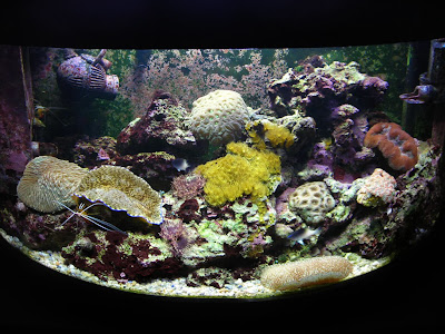 Le Brassage idéal en aquarium marin et récifal