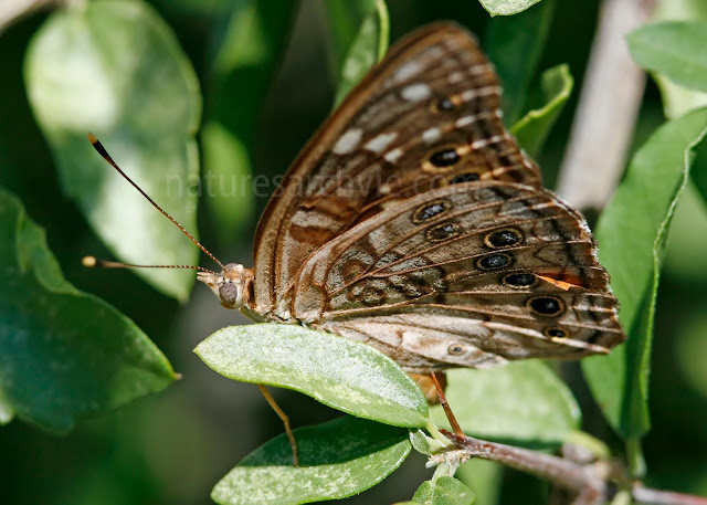 Empress Leilia Butterfly