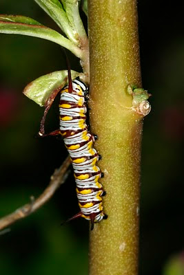 Queen Butterfly Larva