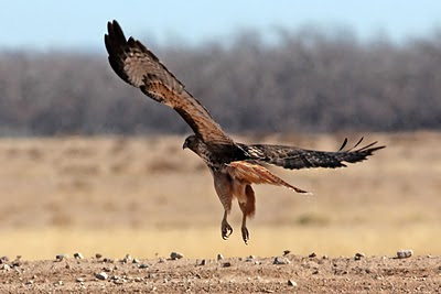 Red-tailed Hawk