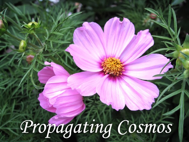 How To Propagate Cosmos Behind