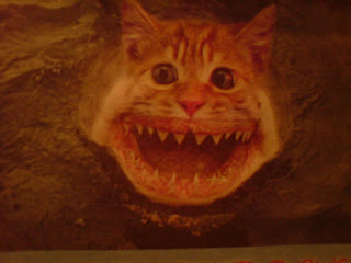 kattfisk kattfisk