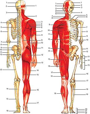 La anatomia humana