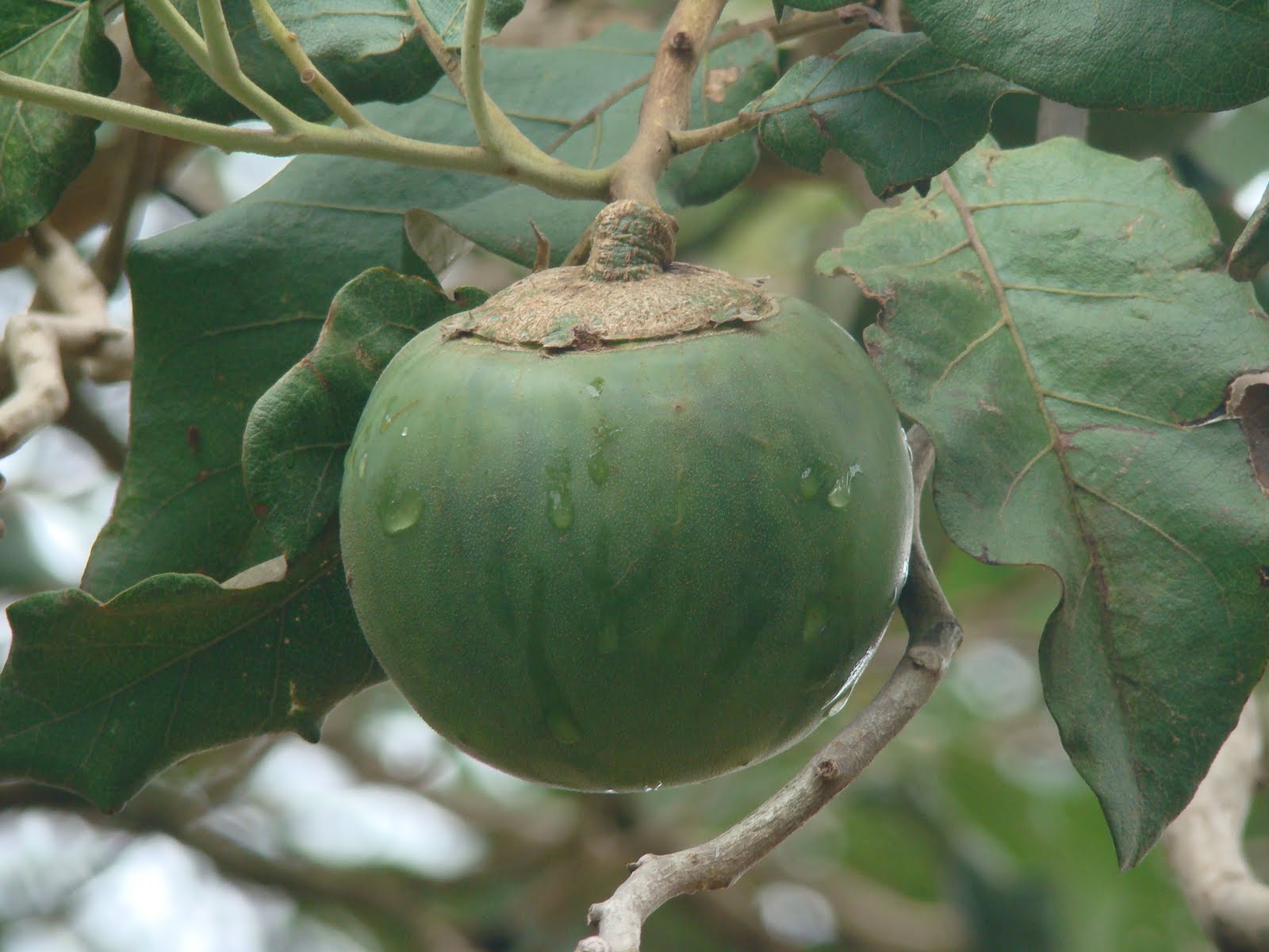 Momento Spirito Selvagem Lobeira
