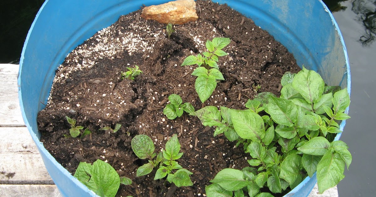 Powell River Books Blog Growing Potatoes in a Barrel