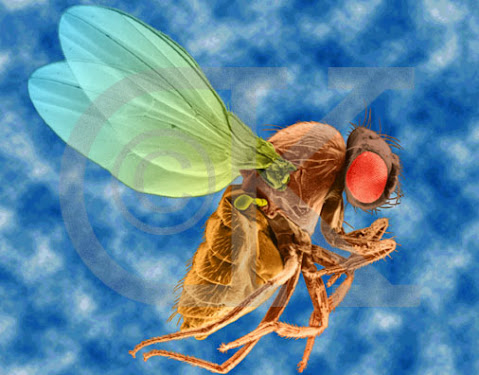 Drosophila melanogaster