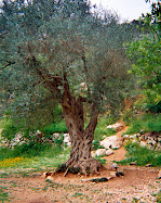 Olive Tree in Israel