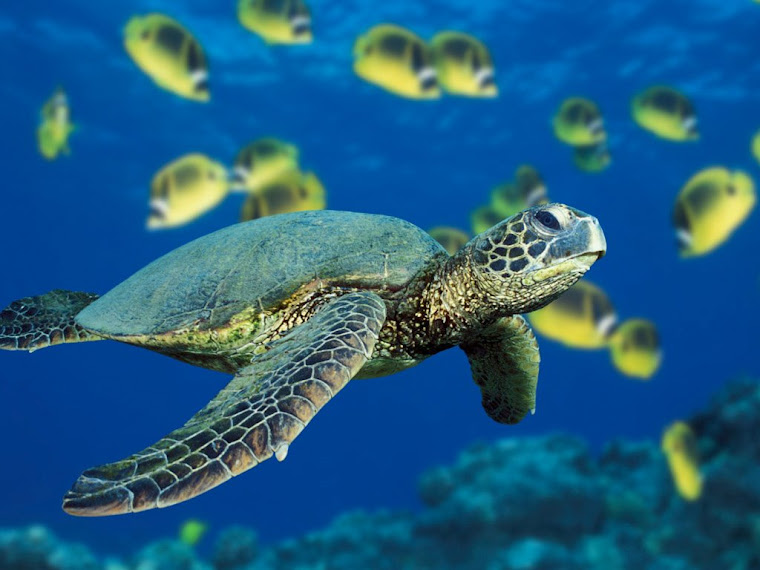 Cool Sea Turtle