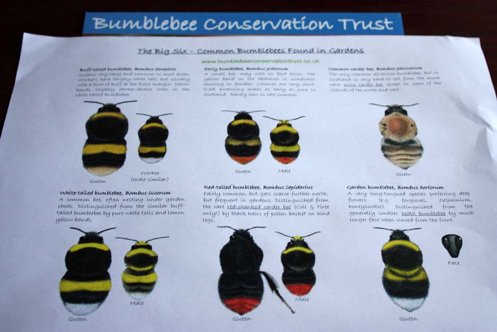 [BEE+Names.jpg]