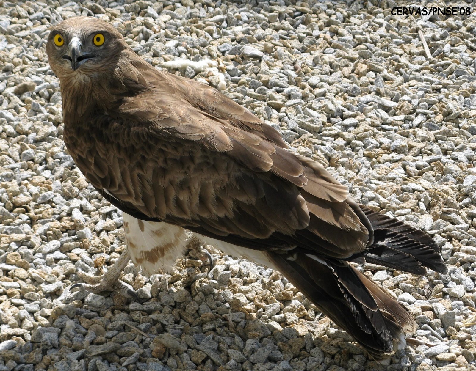 [Circaetus+gallicus+(2).JPG]