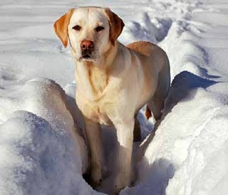 Labrador Retriever. Fiel Mascota Labrador Retriever. Fiel Mascota