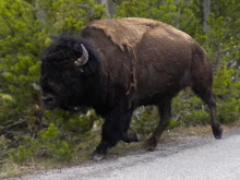 Running bizon..