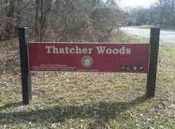 Thatcher Woods