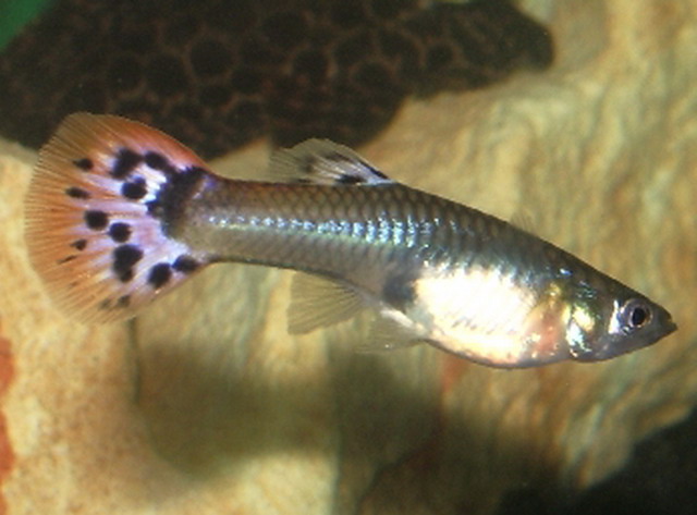 peces lindos peces lindos