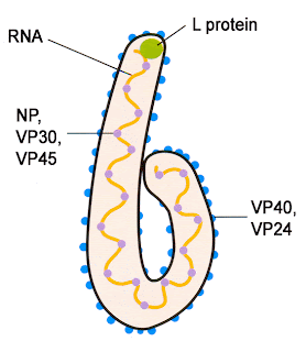 partes del virus