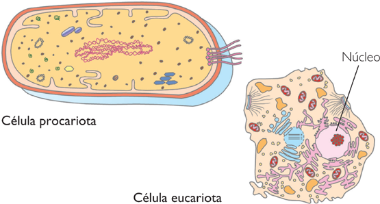 celula procariota y eucariota