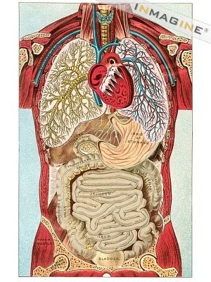 Miss Lopes' Grade 5 Classroom: Human Organ Systems