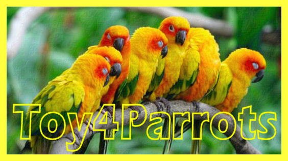 Toy4Parrots