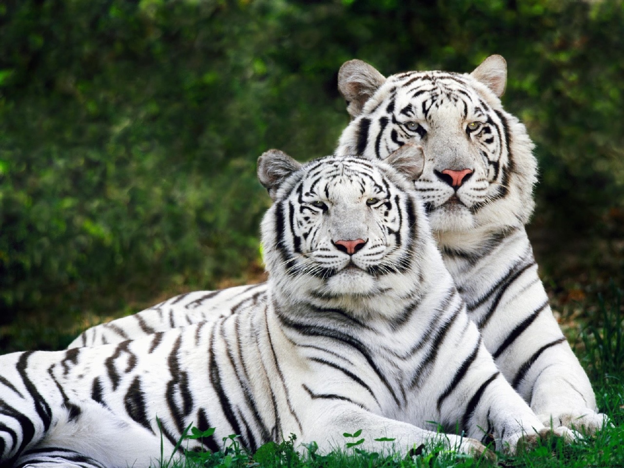 FOTO TIGRE BENGALA foto tigre bengala: