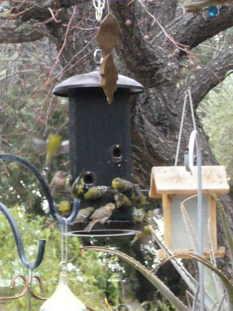 [finches:sparrows.jpg]