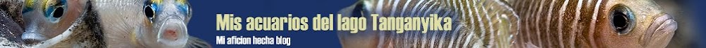 Mis acuarios del lago Tanganyika