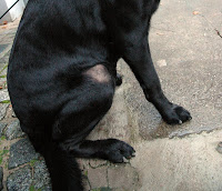 fiete schulze leishmaniose therapie