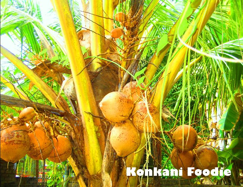 Short essay on coconut tree picture