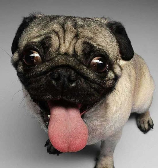 Lustige Hunde Bilder Mopsblick