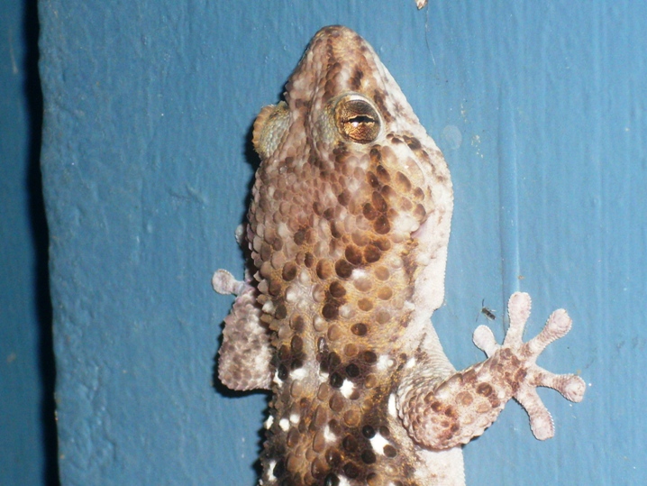 Turners Gecko