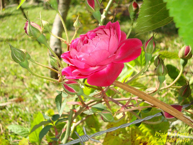 UMA ROSA NO FORTE