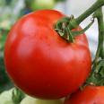 Manfaat Buah Tomat