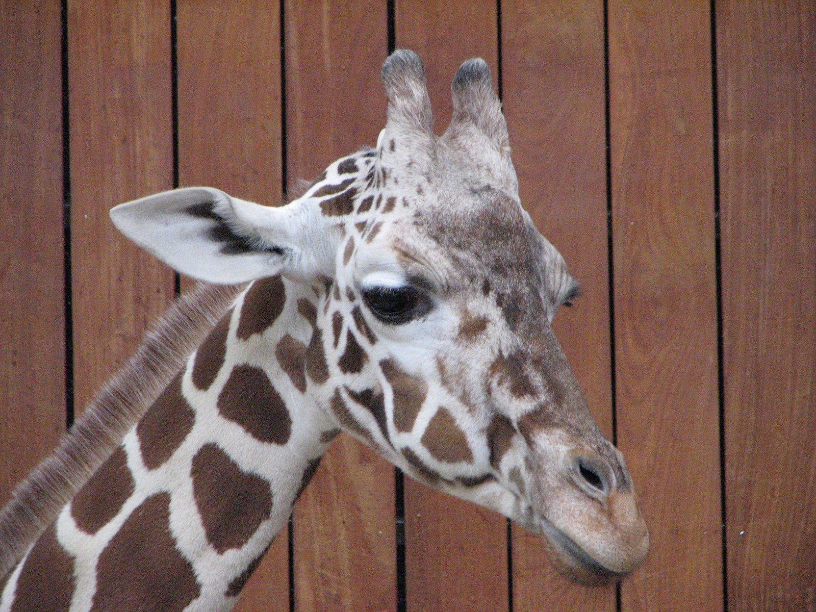 [Baby+Giraffe.jpg]