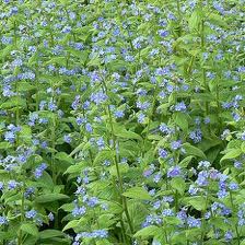 Women+body+parts+names+in+urdu