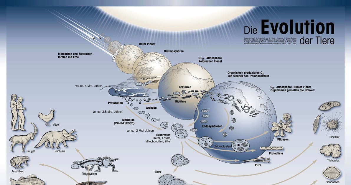 . Die Evolution The evolution